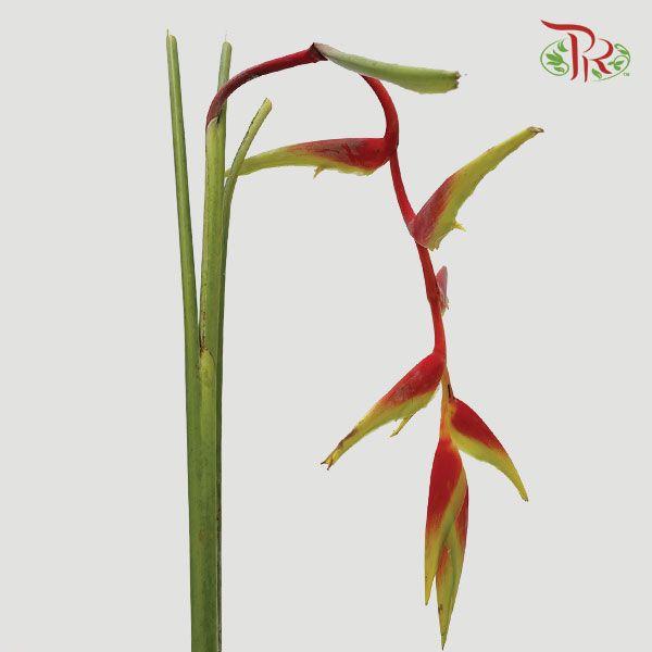 Pendula - Red (Per Stem) - Pudu Ria Florist