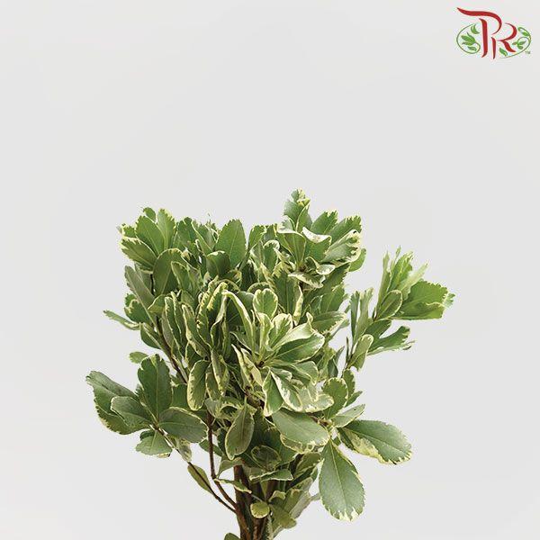 Pittosporum Leaf - (10 Stems) - Pudu Ria Florist