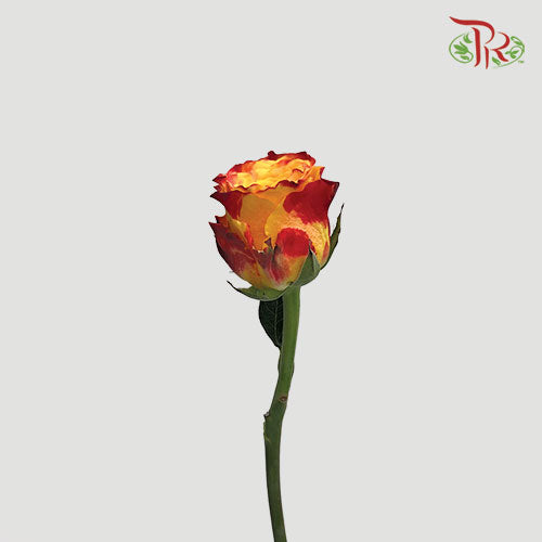 Rose - Fire (10 Stems) - Pudu Ria Florist