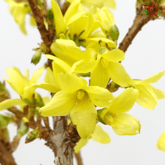 Forsythia (180CM) - 5 Stems - Pudu Ria Florist