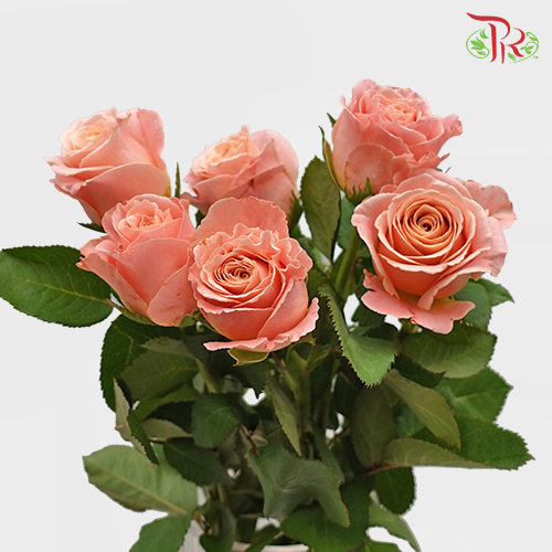 Rose - Miss Piggy (10 Stems) - Pudu Ria Florist