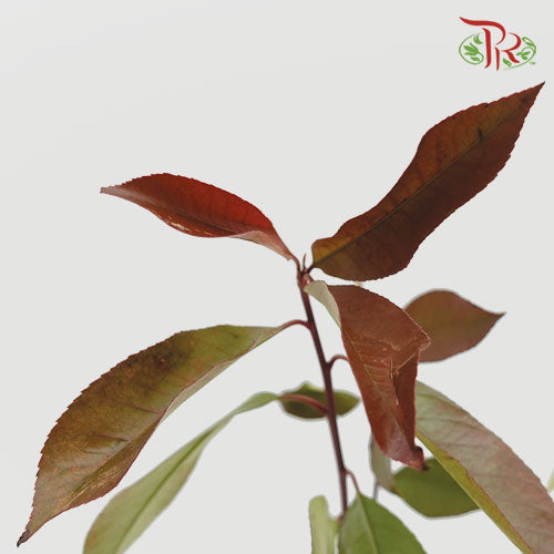 Photinia Red Leaf - (Per Bunch) - Pudu Ria Florist