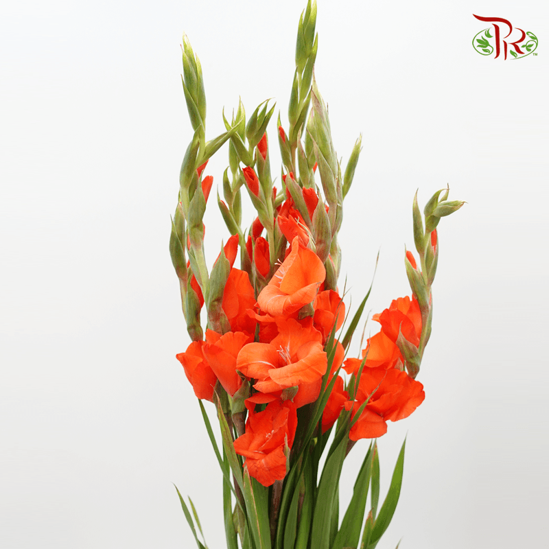 Gladiolus Dark Orange- 10 Stems - Pudu Ria Florist