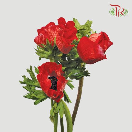 Anemone - Red (9-10 Stems) ***FRAGILE - Pudu Ria Florist