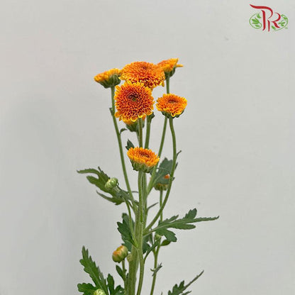 Calimero Mini Pom Pom - Orange (10 Stems) - Pudu Ria Florist
