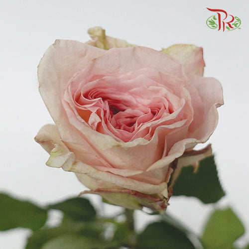 Rose Ohara Uhuru - Pink (10 Stems) - Pudu Ria Florist