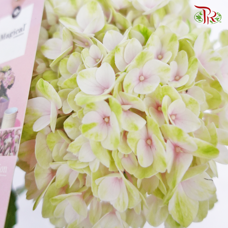 Hydrangea Magical Revolution - Pink 《绣球花》 - Pudu Ria Florist