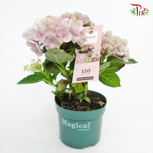 Hydrangea Magical Revolution - Pink 《绣球花》 - Pudu Ria Florist