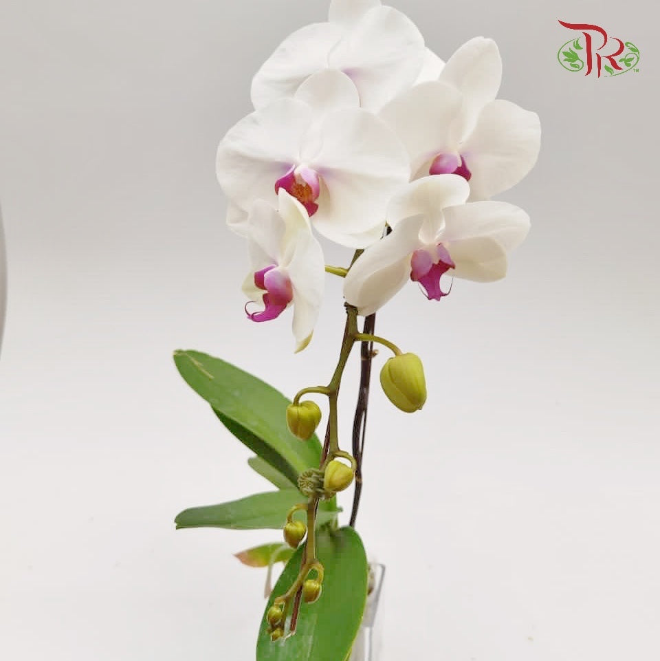 Phalaenopsis Orchid White With Purple Lips - Single stem *With No Vase* - Pudu Ria Florist