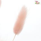 Dry Lagurus Bunny Tail - Seashell Pink ( Per Bunch) - Pudu Ria Florist