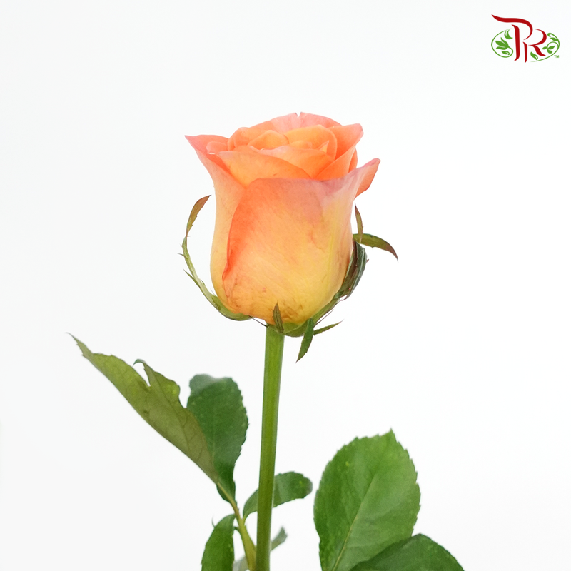 Rose (50cm) - Tangerine (10 Stems)