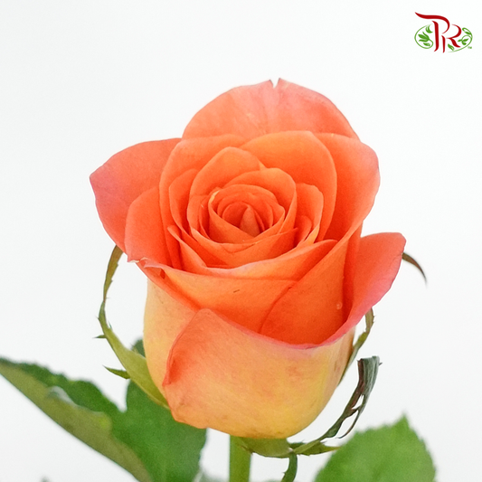 Rose (50cm) - Tangerine (10 Stems) - Pudu Ria Florist