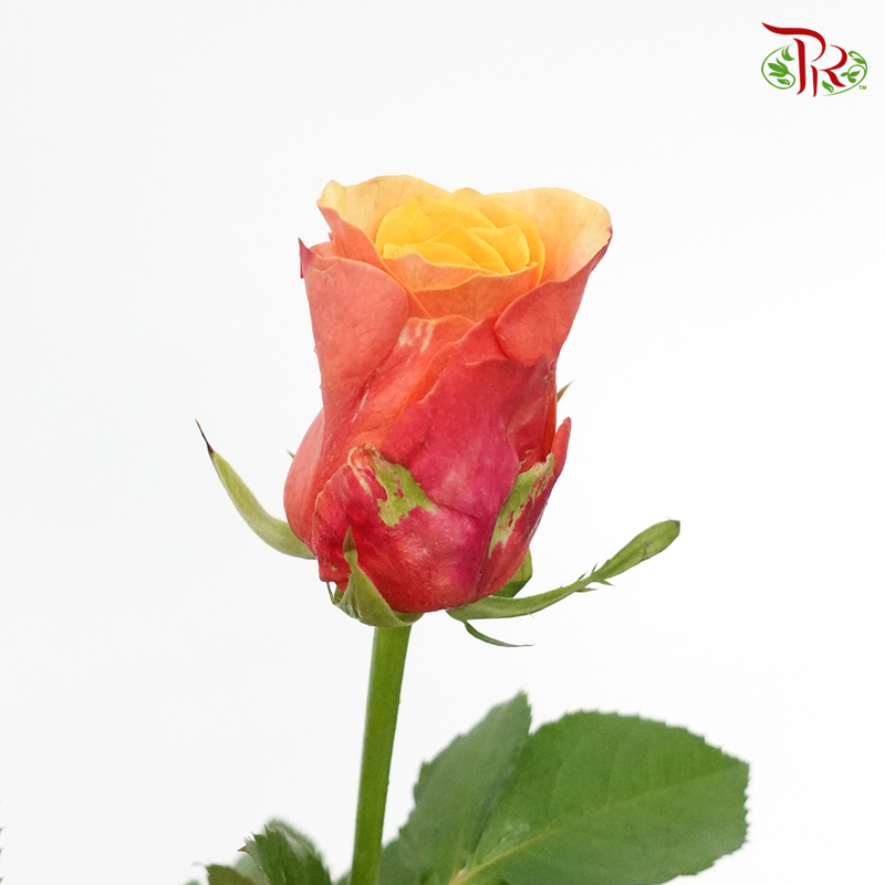 Rose Premium - Orange With Inner Yellow (19-20 Stems) - Pudu Ria Florist