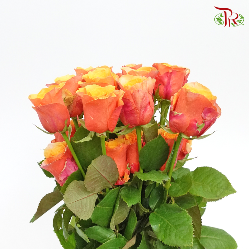 Rose Premium - Orange With Inner Yellow (19-20 Stems) - Pudu Ria Florist