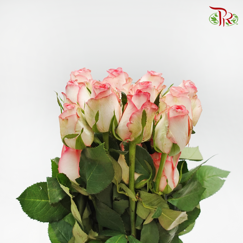 Rose Premium - Cream White With Smush Pink Line (19-20 Stems) - Pudu Ria Florist