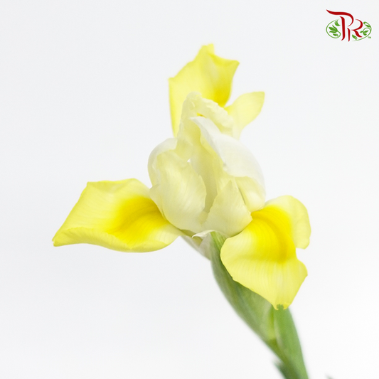 Iris- Yellow White (5 Stems) - Pudu Ria Florist