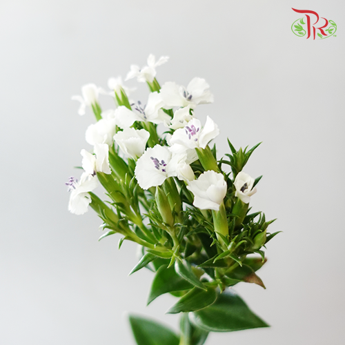 Phlox - White (Per Bunch) - Pudu Ria Florist