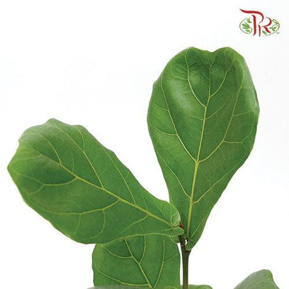 Ficus Lyrata《琴叶榕‍》(30cm / 40cm) - Pudu Ria Florist