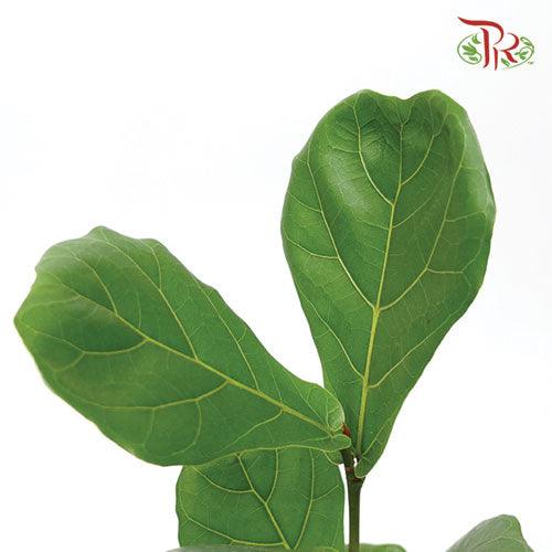 Ficus Lyrata《琴叶榕‍》(30cm / 40cm) - Pudu Ria Florist