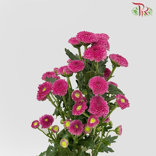 Calimero Mini Pom Pom - Purple  (10 Stems) - Pudu Ria Florist