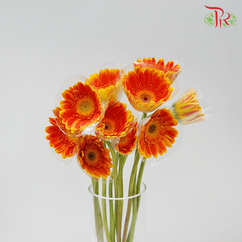 Gerbera - Bicolour Orange (9-10 stems) - Pudu Ria Florist