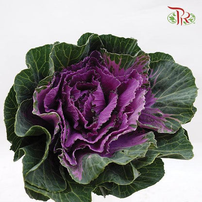 Brassica - Purple (Per Stem) - Pudu Ria Florist