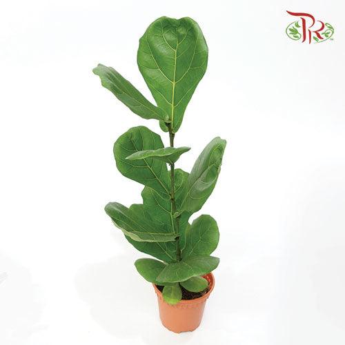 Ficus Lyrata《琴叶榕‍》(30cm / 40cm) - Pudu Ria Florist