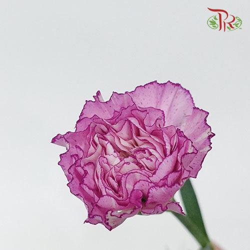Carnation - Purple With White Line (19-20 Stems) - Pudu Ria Florist
