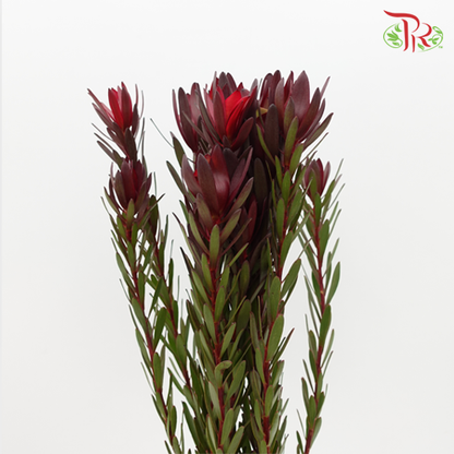 Leucadendron - (10 Stems) - Pudu Ria Florist
