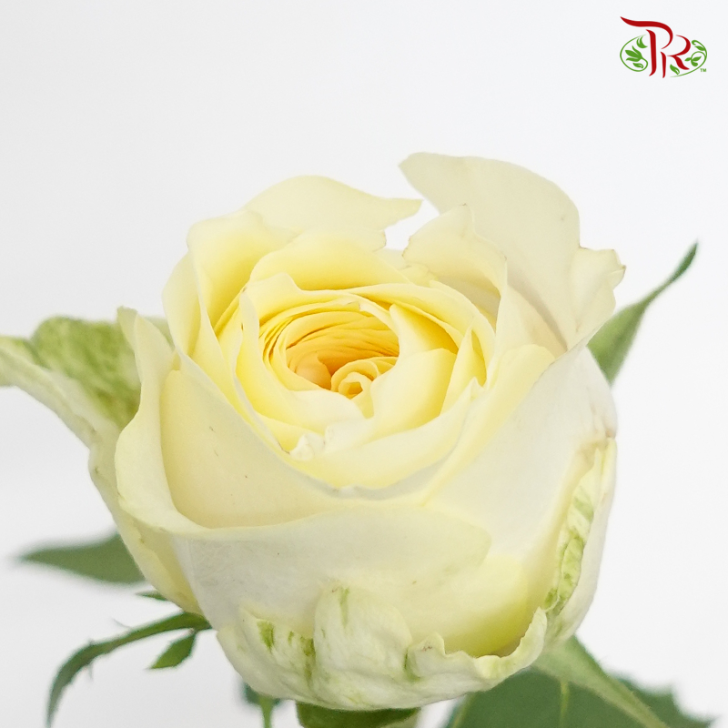 Rose Buttercup - Cream Yellow (10 Stems) - Pudu Ria Florist