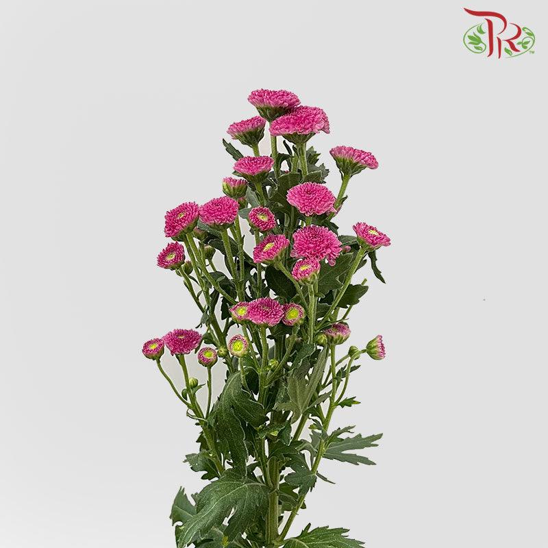 Calimero Mini Pom Pom - Purple  (10 Stems) - Pudu Ria Florist