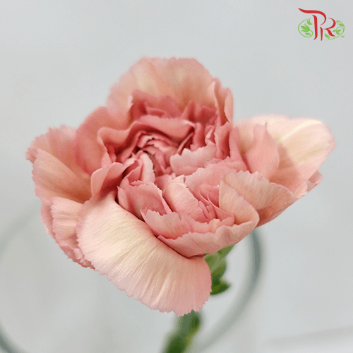 Carnation - Lege Pink (10 Stems) - Pudu Ria Florist