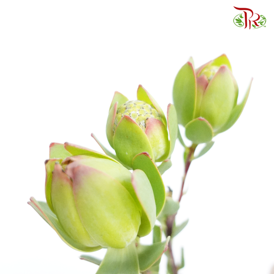 Leucadendron - Green (10 Stems) - Pudu Ria Florist