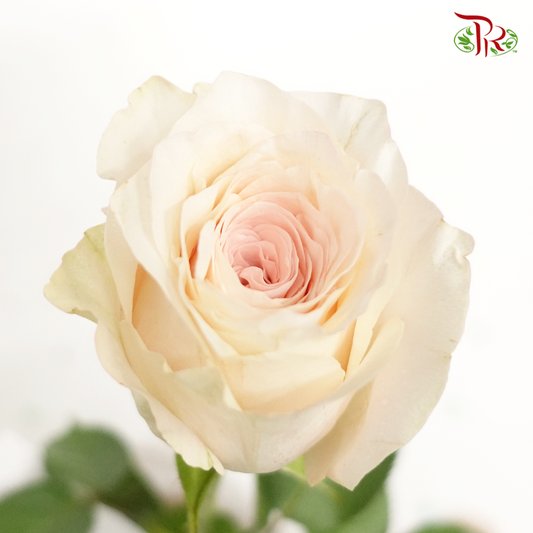 Rose - Libra (10 Stems) - Pudu Ria Florist