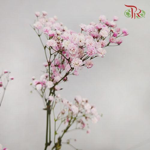 Baby's Breath Dyed - Pink (0.4 -0.5kg) - Pudu Ria Florist