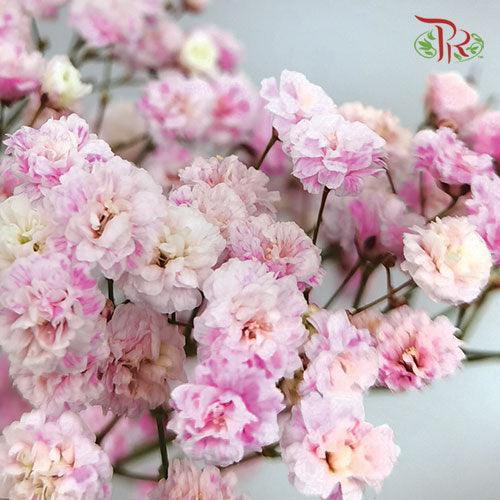 Baby's Breath Dyed - Pink (0.4 -0.5kg) - Pudu Ria Florist