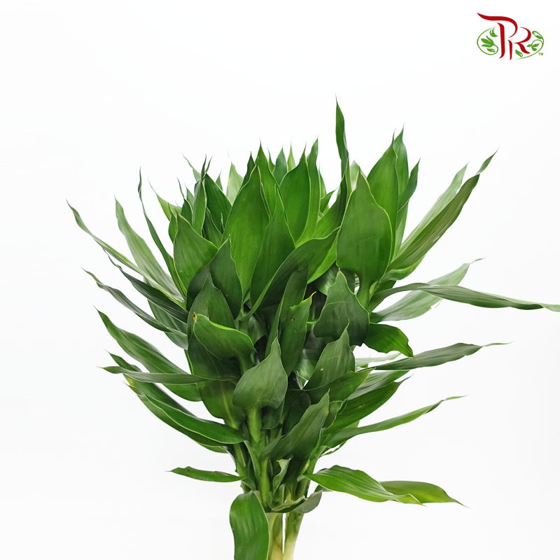 Lotus Bamboo ( 5 Stems ) - Pudu Ria Florist