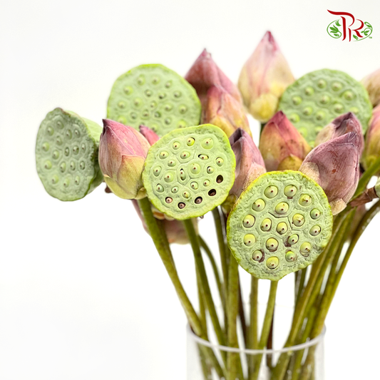 Lotus- Local (25 Stems) - Pudu Ria Florist