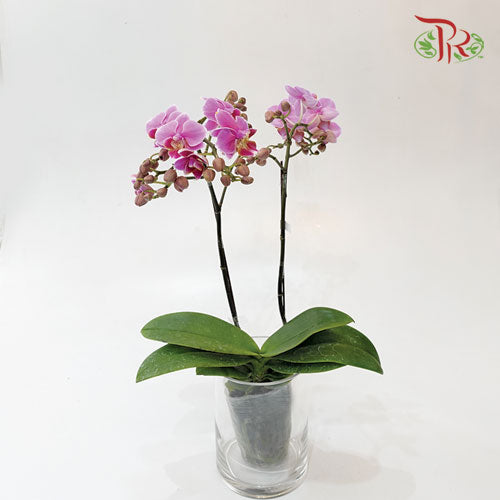 Mini Phalaenopsis Orchid - Purple With Purple Lip (Double Stems) -With no vase - Pudu Ria Florist