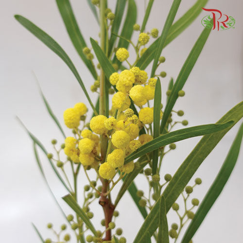 Mimosa Floribunda Yellow - Per Bunch - Pudu Ria Florist