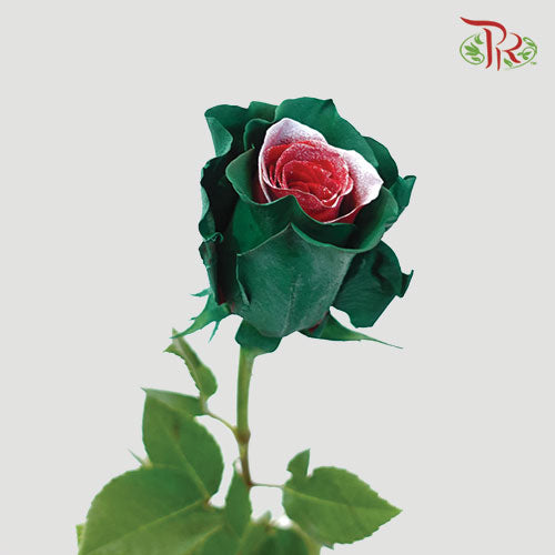 Ceres Rose - Christmas Soul (10 Stems) - Pudu Ria Florist