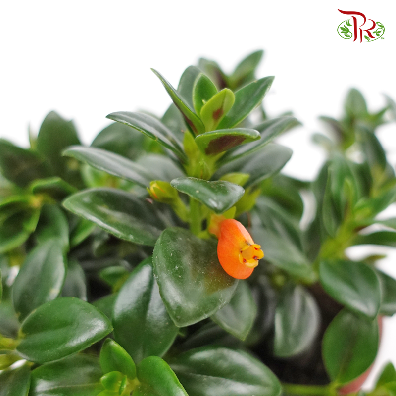 Nematanthus  《金鱼花》 - Pudu Ria Florist