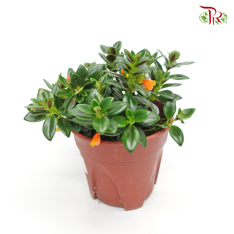 Nematanthus  《金鱼花》 - Pudu Ria Florist