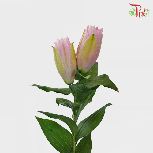 Rose Lily - Yidisa 3+ (5 Stems) - Pudu Ria Florist
