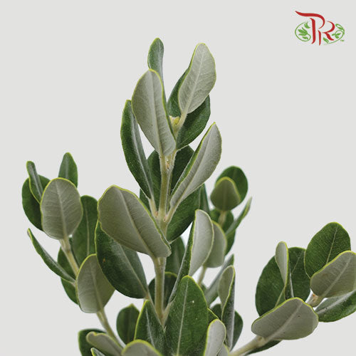 Pittosporum Ralphy - (Per Bunch) - Pudu Ria Florist