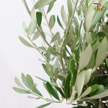 Olea Europaea - Olive Tree《油橄欖》(110cm) - Pudu Ria Florist