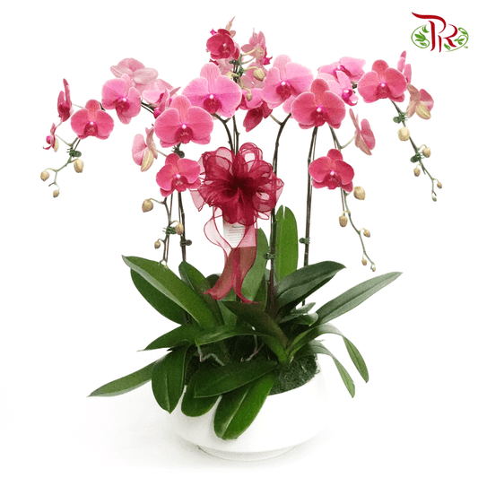 Grand Wish Gift- Orchid Phalaenopsis Arrangement - Pudu Ria Florist