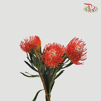 Leucospermum - Dark Orange (5 stems) - Pudu Ria Florist