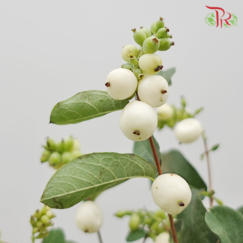 Snowberry Symphoricarpos - White (Per Bunch) - Pudu Ria Florist