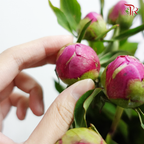 Peony - Dark Pink (5 Stems) - Pudu Ria Florist